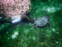 Anse d'Arlet Récif Martinique Crédit Frédéric Deluen