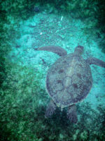 Anse d'Arlet Récif Martinique Crédit Frédéric Deluen