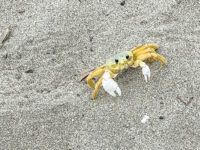 Martinique Crédit Frédéric Deluen 5