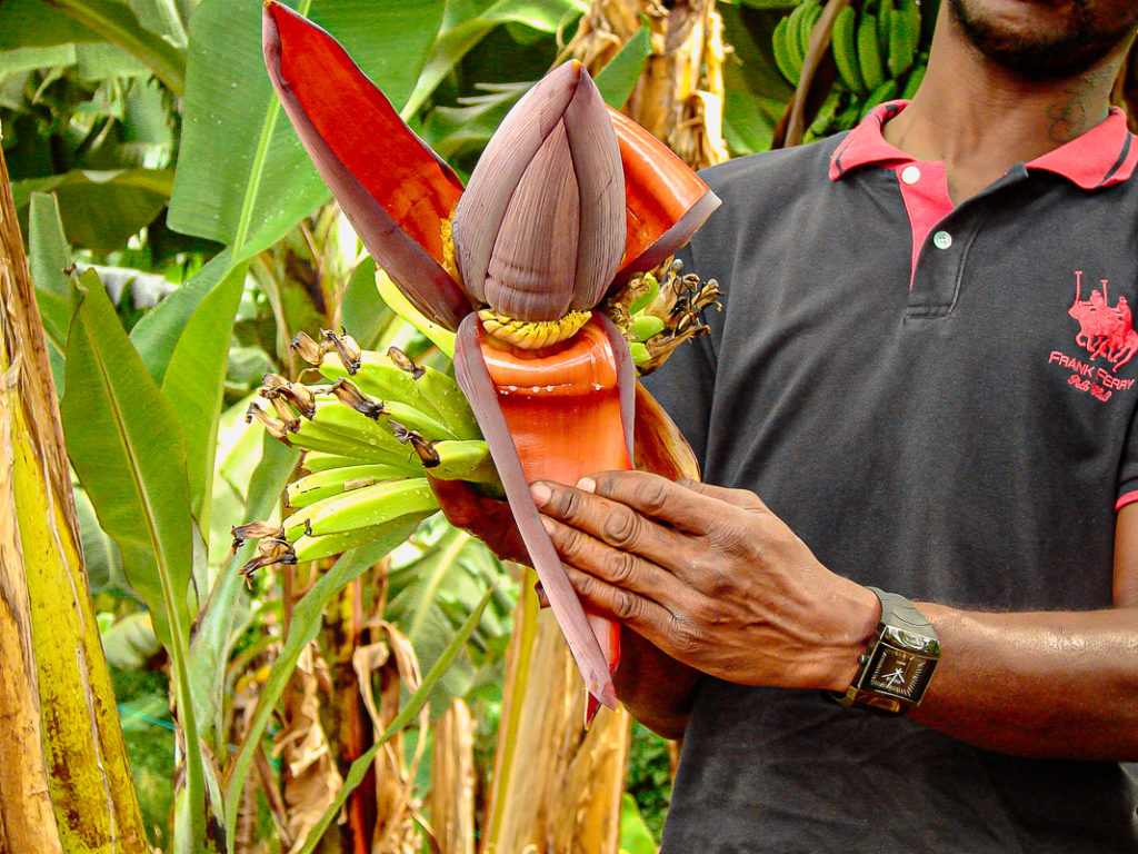 Plantation Bananes Martinique Crédit Frédéric Deluen 06