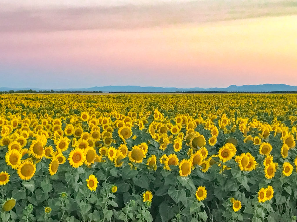 Compostelle Emmanuelle Gosselin