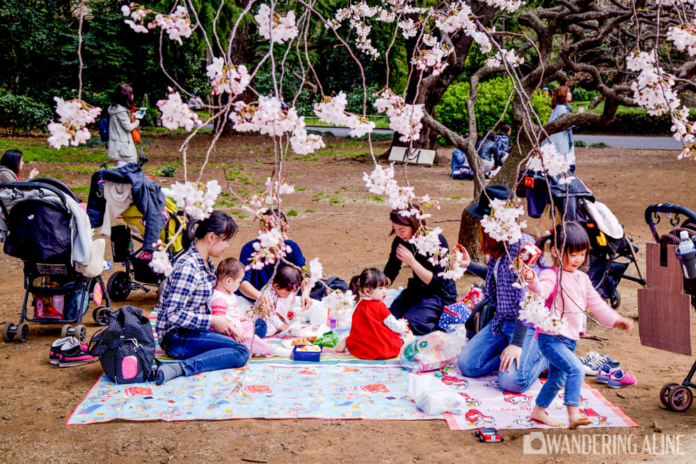 Pique-nique à Shinjuku Gyoen