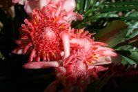 Roses De Porcelaine Pixabay