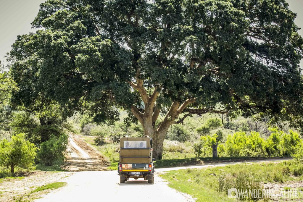 Safari In Africa Kruger 7534