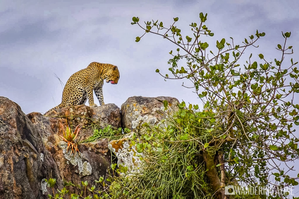 Safari In Africa Maasai Serengeti Ngorongoro 14