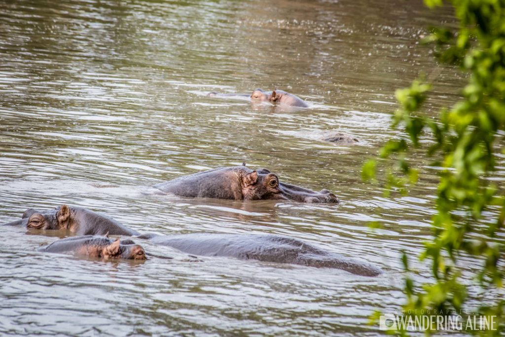Safari In Africa Maasai Serengeti Ngorongoro 3635