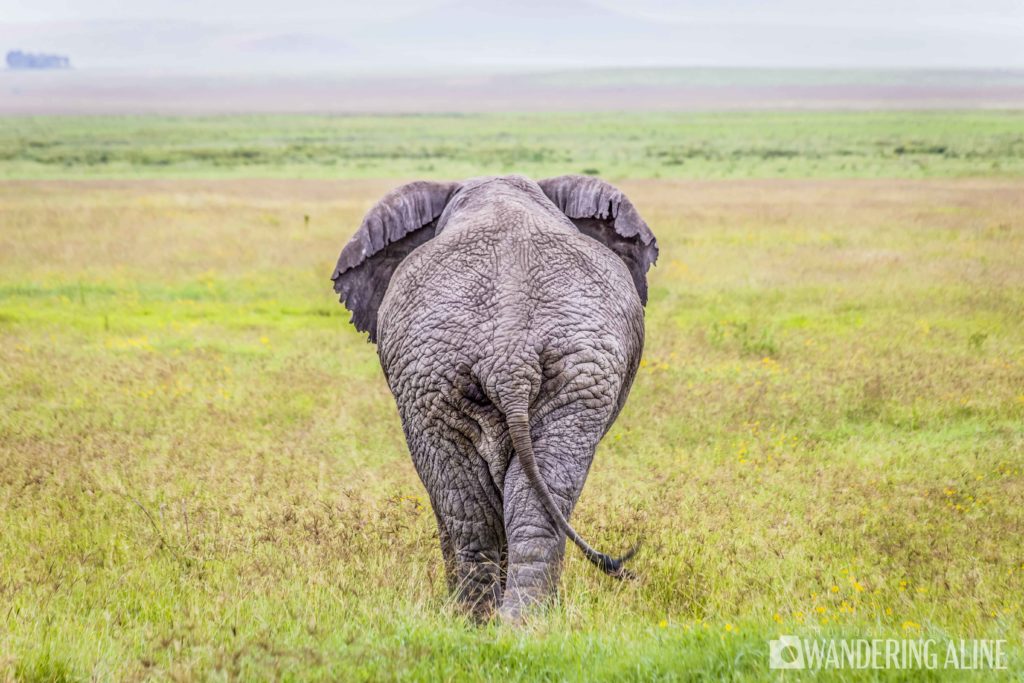 Safari In Africa Maasai Serengeti Ngorongoro 4489