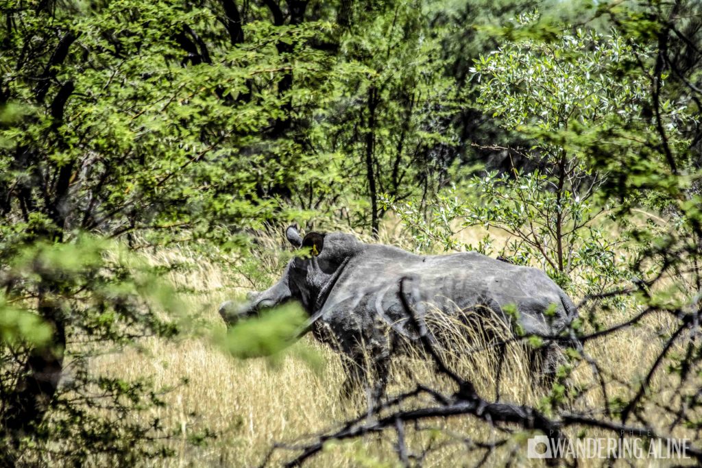 Safari In Africa Rhinos 7184
