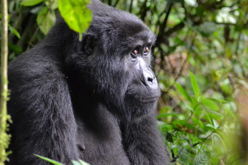 Gorilla Bwindi