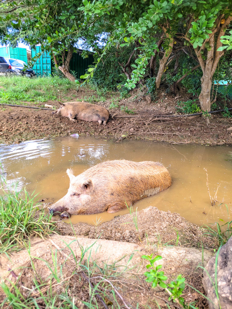 Curaçao-Playa Porto Marie