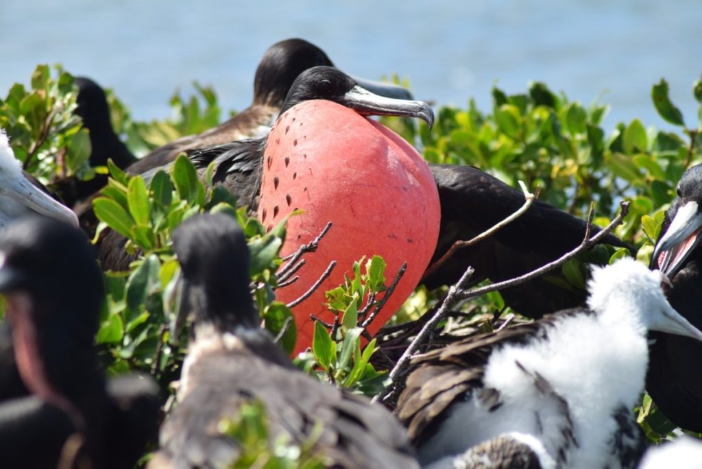 Frigate Bird Sanctuary Antigua