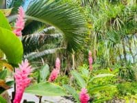 Vegetation luxuriante