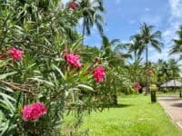 Vegetation luxuriante au sofitel