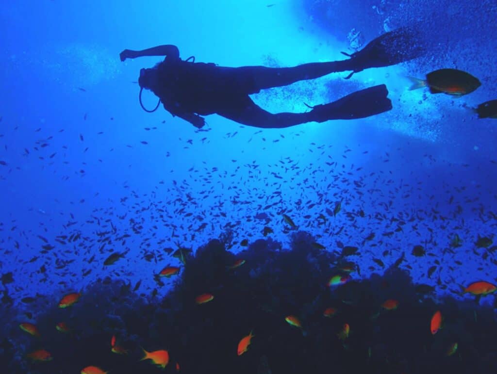 Plongee a cabo pulmo los cabos tourism facebook