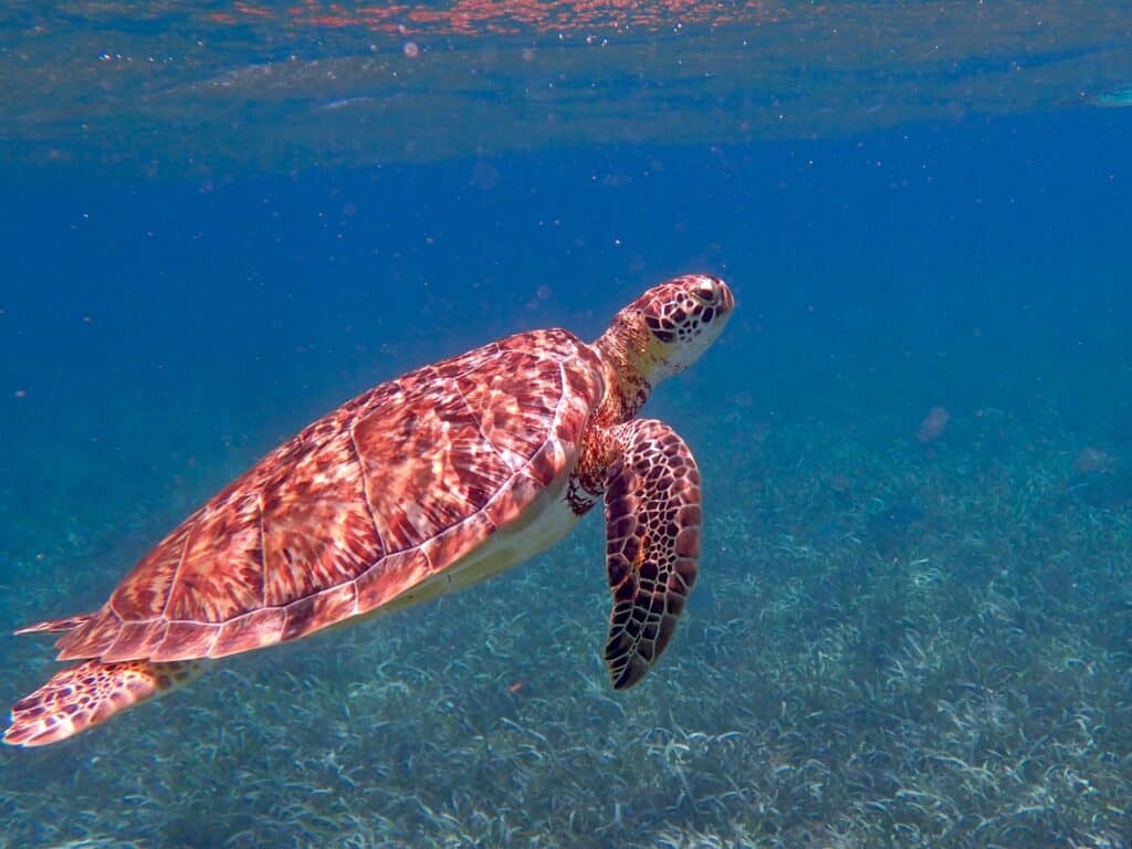 Tortue au Belize – Pixabay