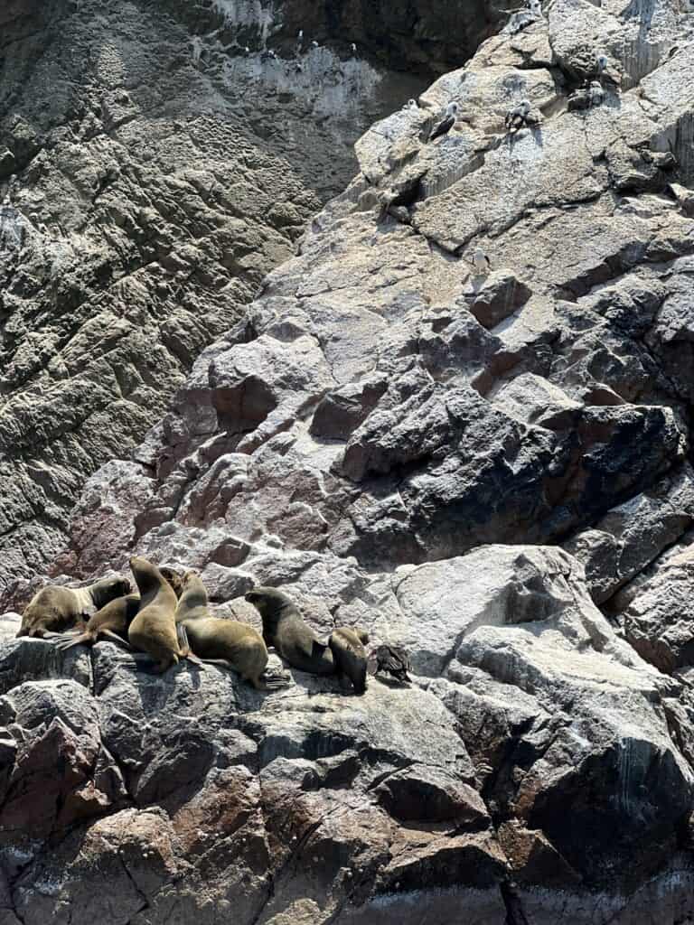 Otaries à Ballestas