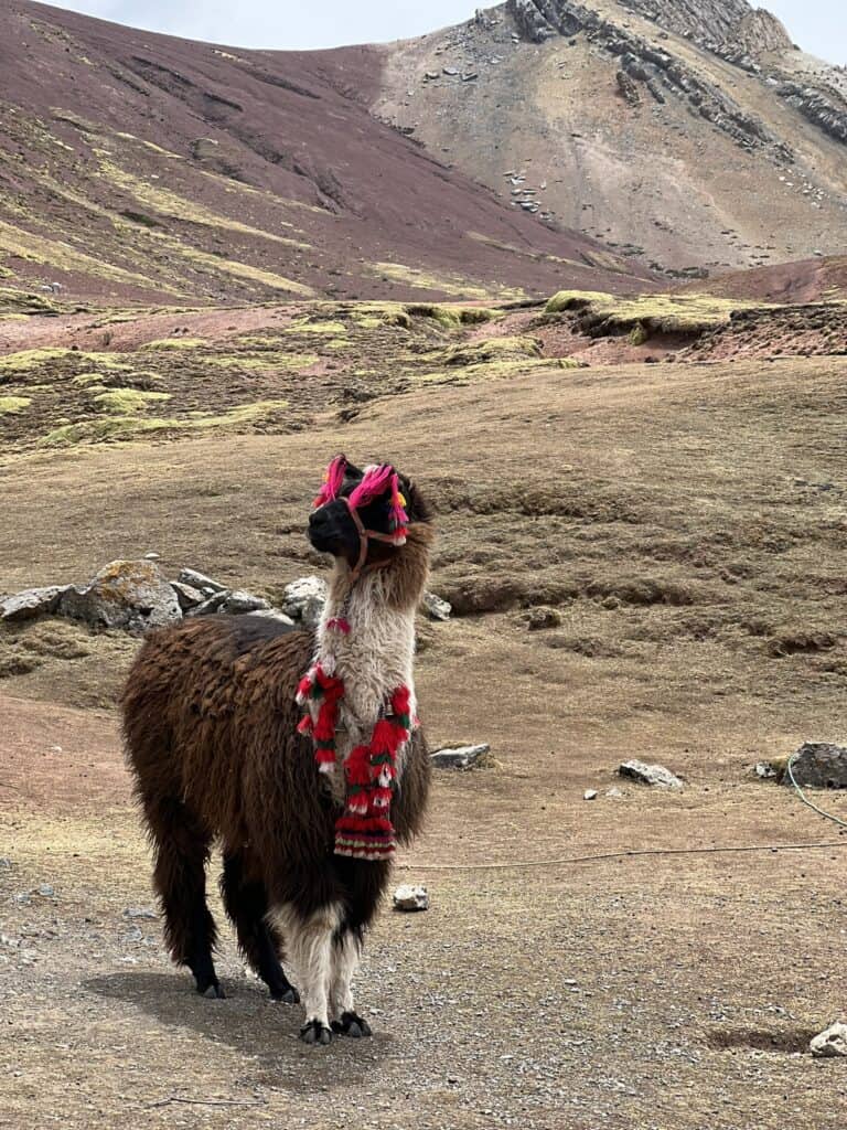 Alpaga