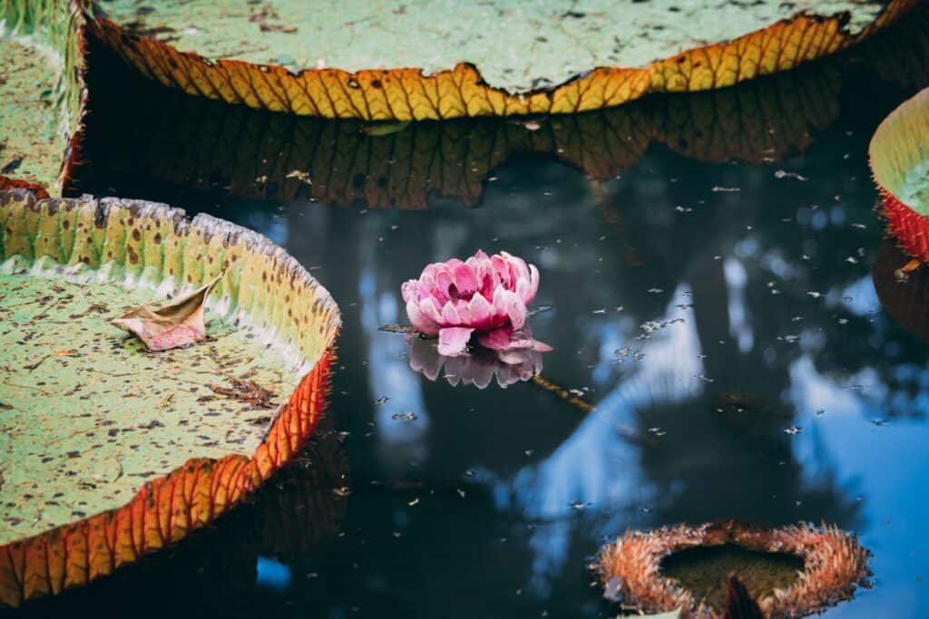 Jardin botanique de Pamplemousses Unsplash