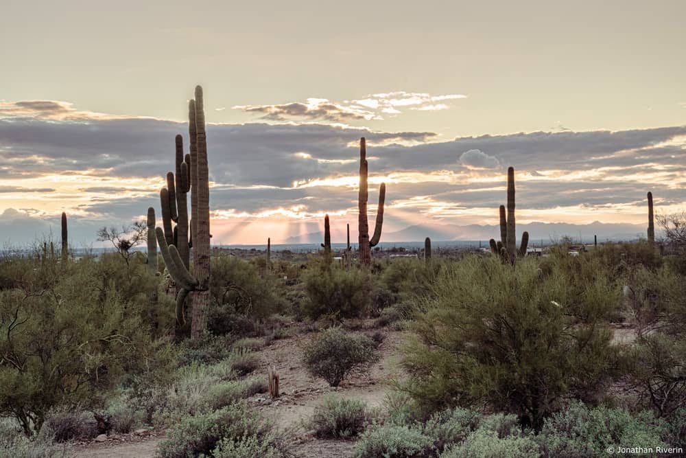 Phoenix 6 Crédit Jonathan R