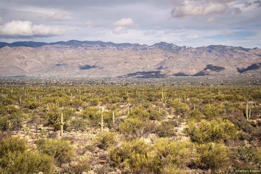 Tucson et Saguaros 1 Crédit Jonathan R
