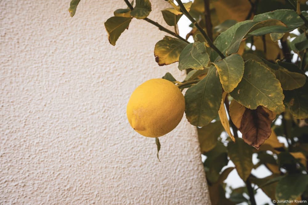 Tucson et Saguaros 17 Crédit Jonathan R