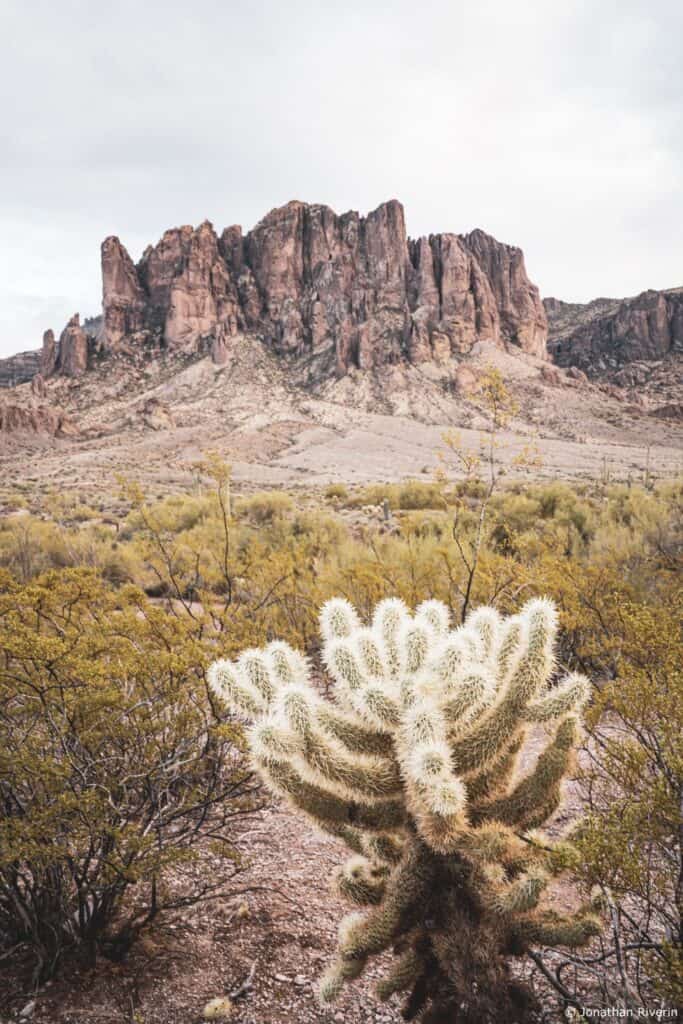 Tucson et Saguaros 28 Crédit Jonathan R