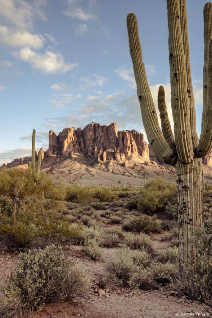 Tucson et Saguaros 30 Crédit Jonathan R