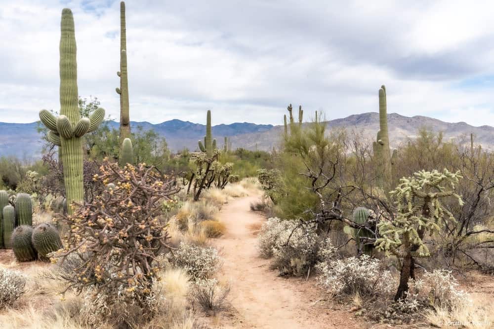 Tucson et Saguaros 4 Crédit Jonathan R