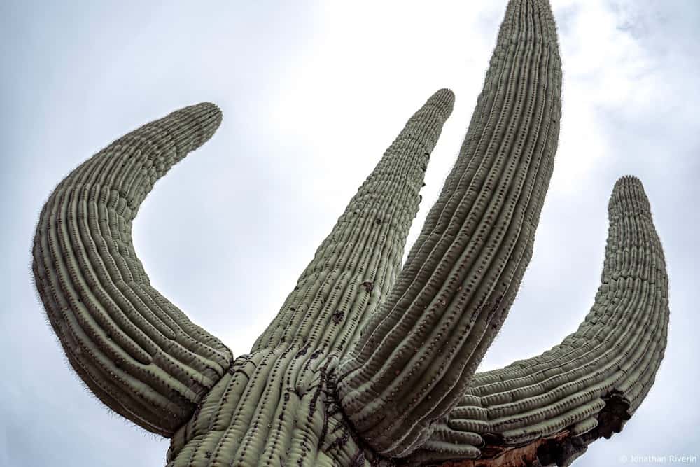 Tucson et Saguaros 6 Crédit Jonathan R