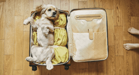 Chien-valise -2-