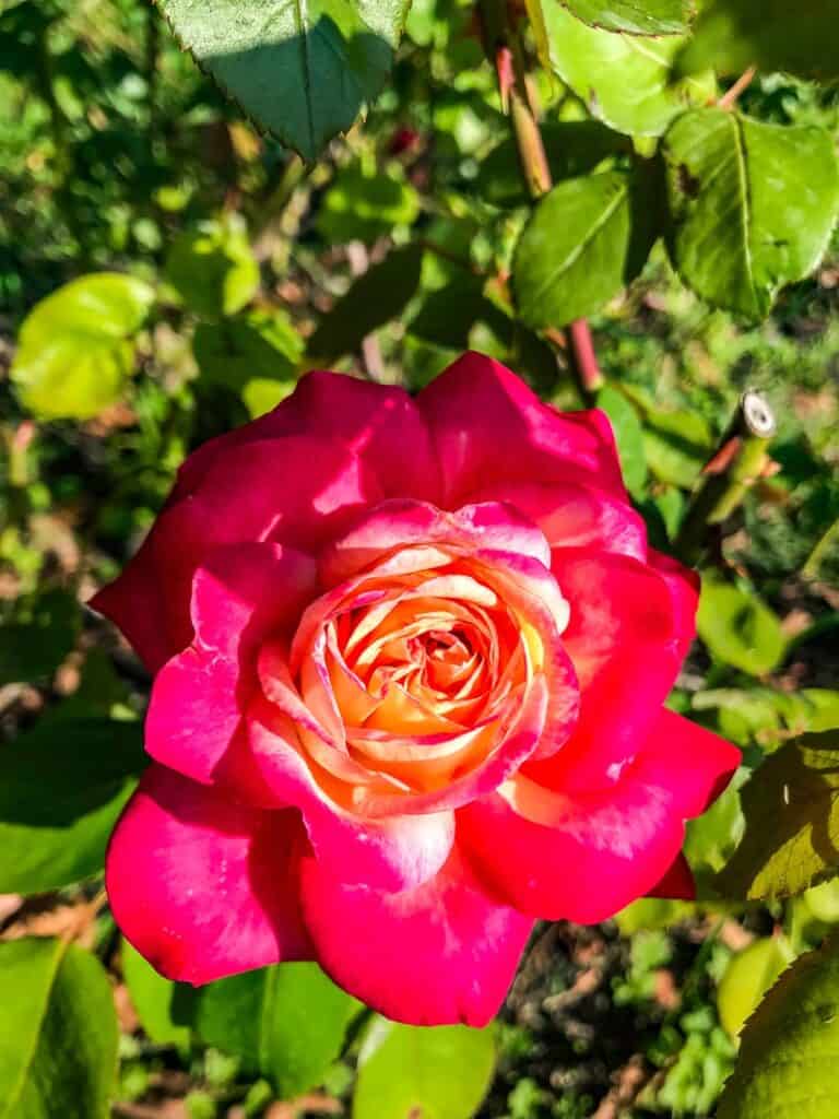 Bulgarie – Crédit Valérie-25