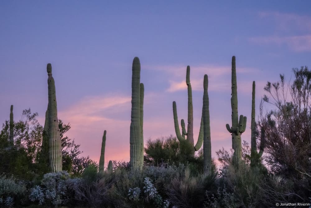 The Ritz Carlton, Dove Mountain11