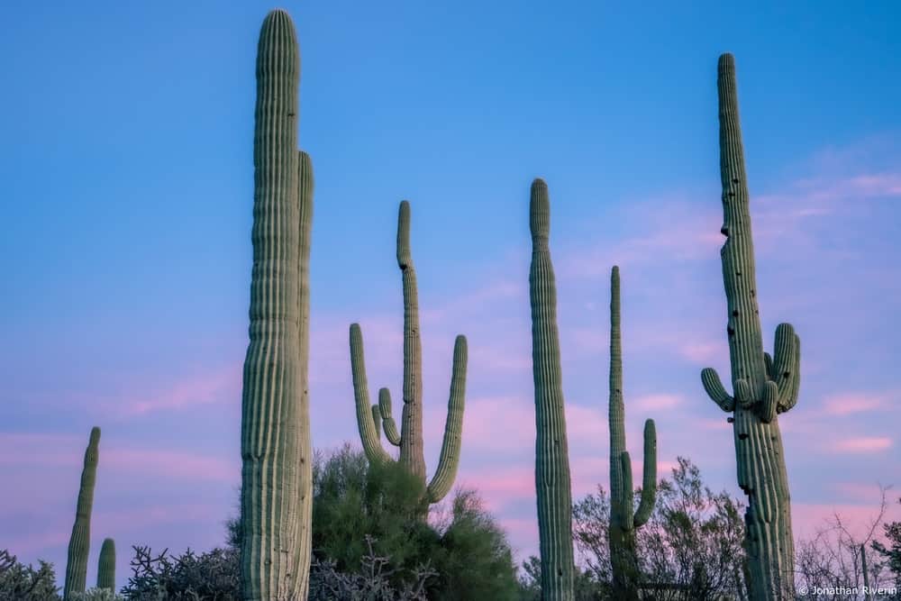 The Ritz Carlton, Dove Mountain13
