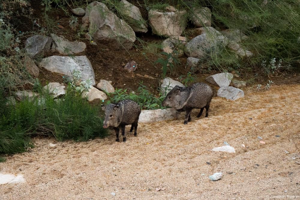 The Ritz Carlton, Dove Mountain14