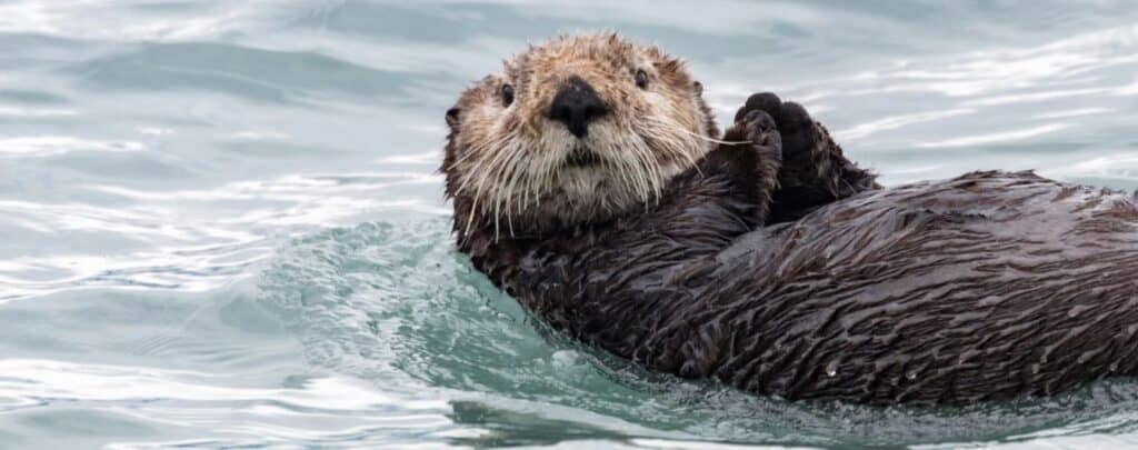 vancouver-aquarium-loutre