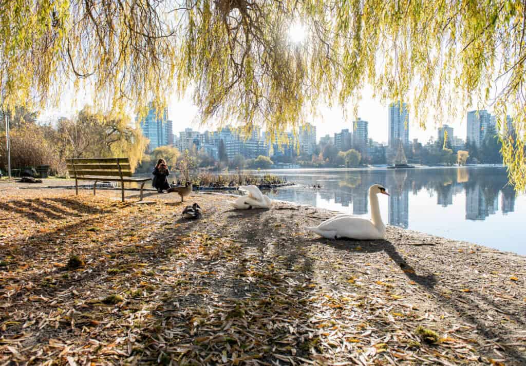 Young woman photographing ducks and swans in Stanley Park