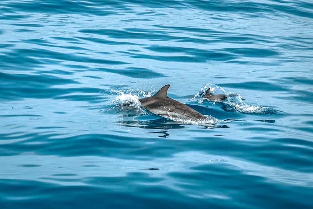 02-Dauphins- Virginia Beach