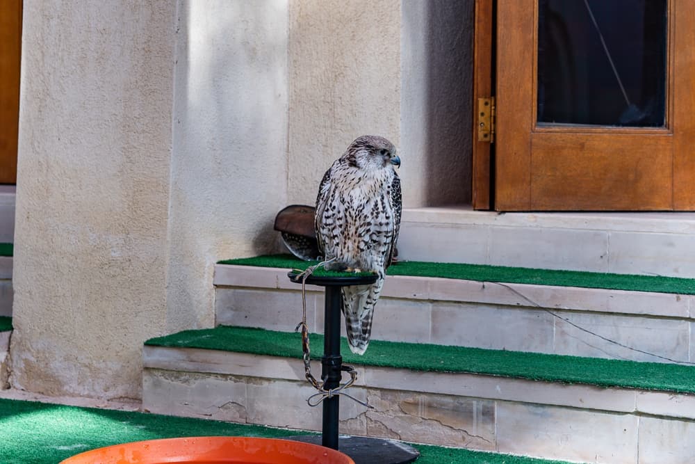 Al Wathba Luxury Collection 074