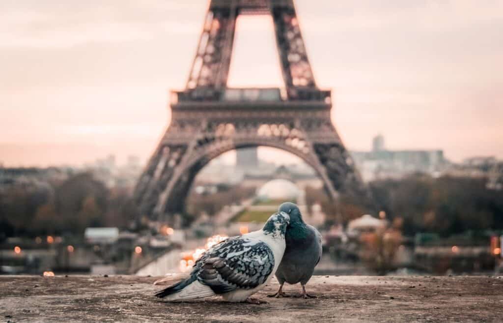 paris pixabay pigeons