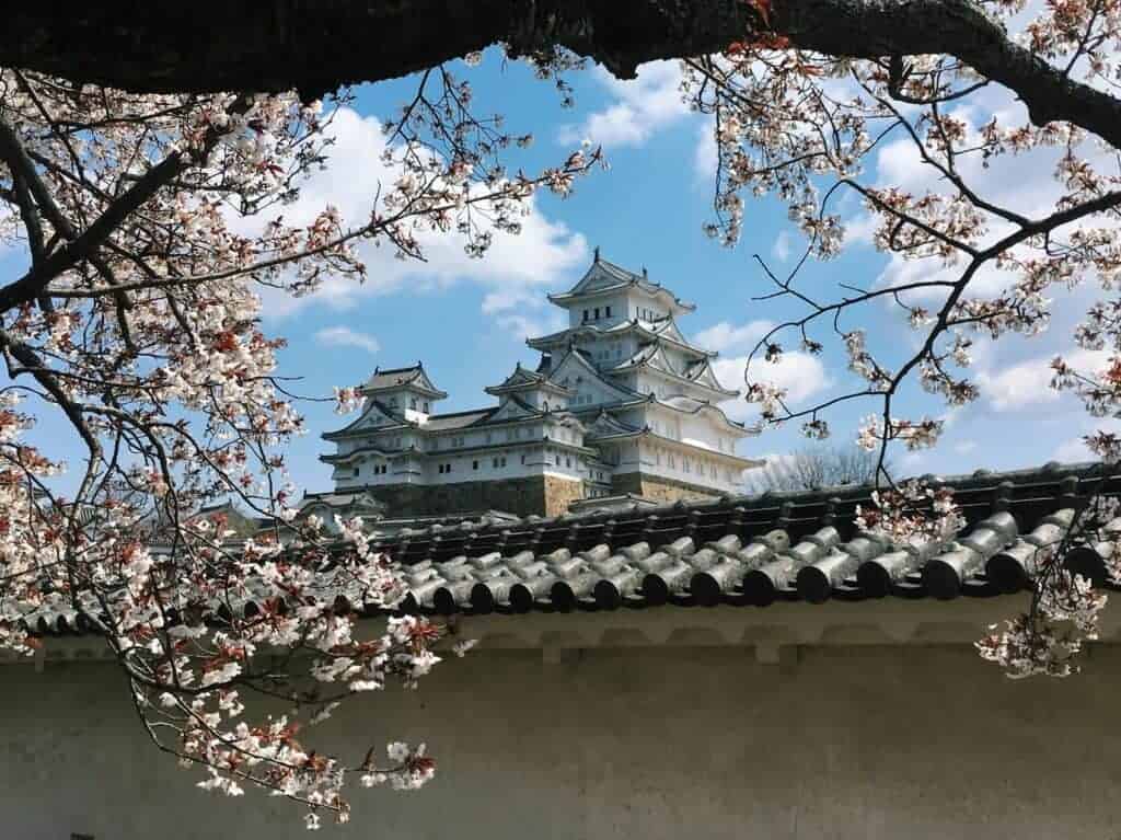 himeji sakura unsplash