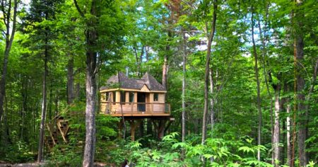Gite dans un arbre, au coeur de la nature